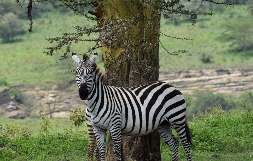 Kenya Big 5 Wildlife Safari