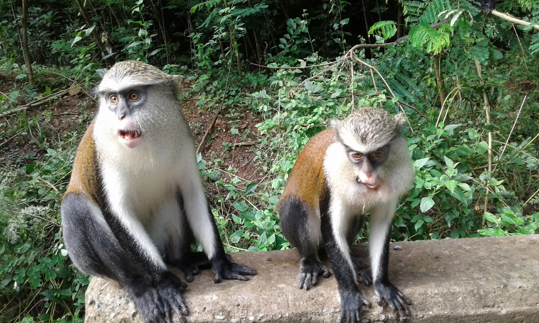 Tafi-Atome-Monkey-Sanctuary-And-Cultural-Village-Tafi-Ghana