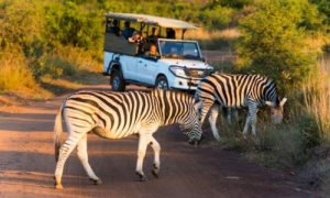 8 Reasons Why You Should Travel to South Africa