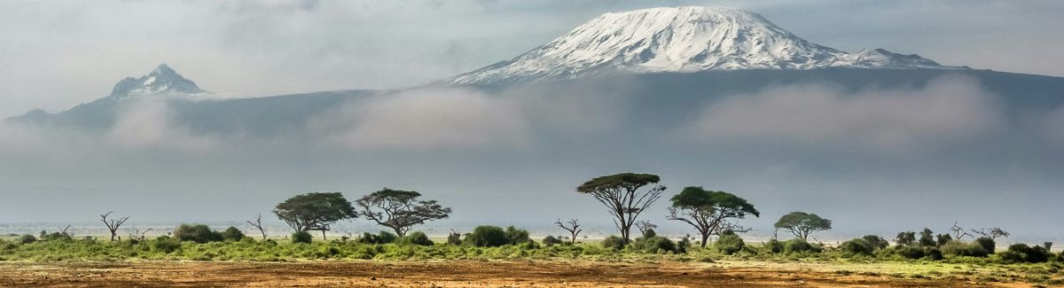 Most Common Wildlife You Can Expect To See in Kenya