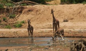 Most Common Wildlife You Can Expect To See in Kenya