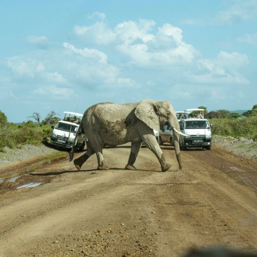 What To Expect During Your First African Safari