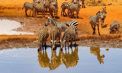 What To Expect During Your First African Safari