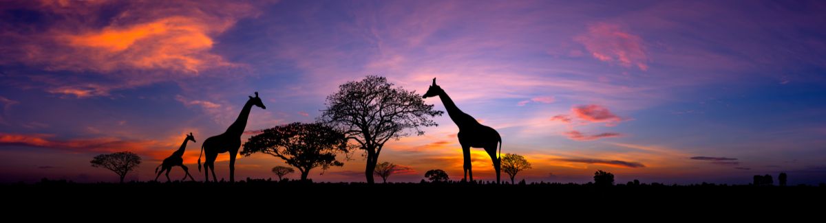 The Benefits of Using a Travel Agent to Visit Africa