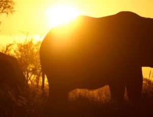 A silhouetted elephant at sunset - Cultural Tour of South Africa